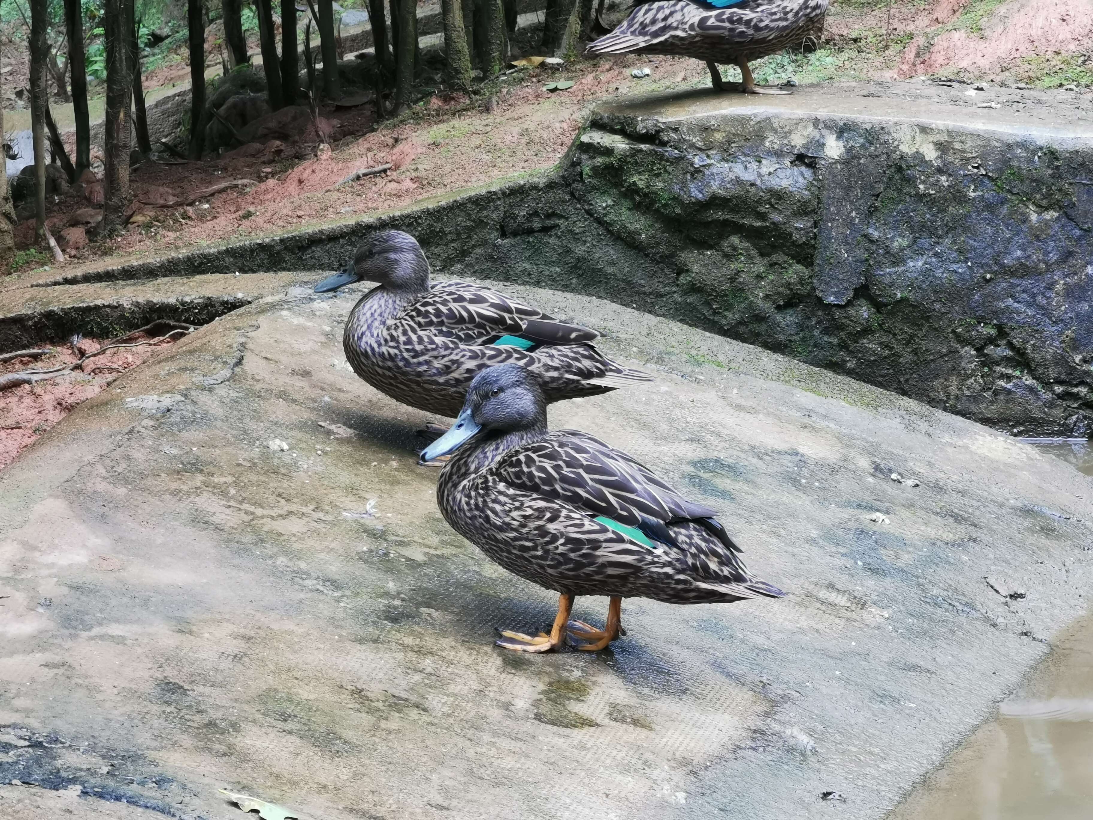 Image of Meller's Duck