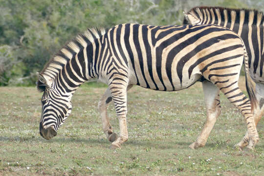 Image of Burchell's zebra