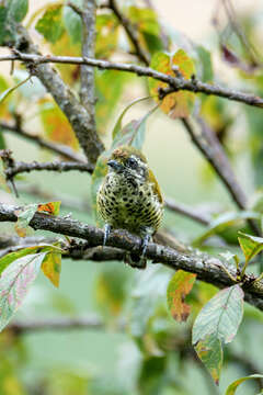 Image of Speckled Piculet