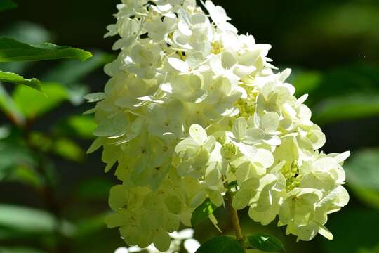 Image of panicled hydrangea