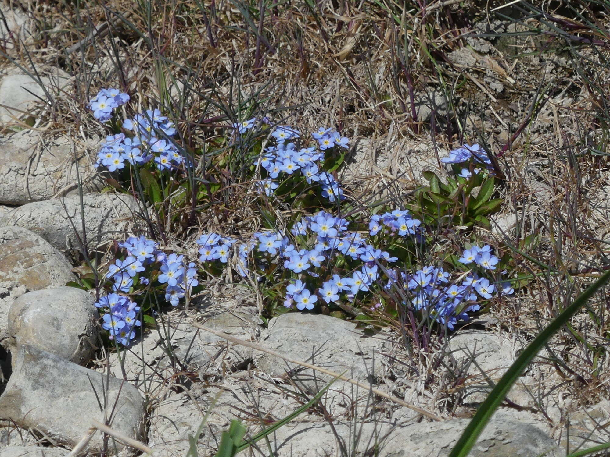 Image of Myosotis rehsteineri Warten.