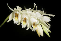 Coelogyne calcicola Kerr resmi