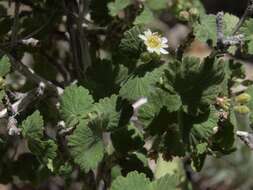 Plancia ëd Physocarpus alternans (M. E. Jones) J. T. Howell