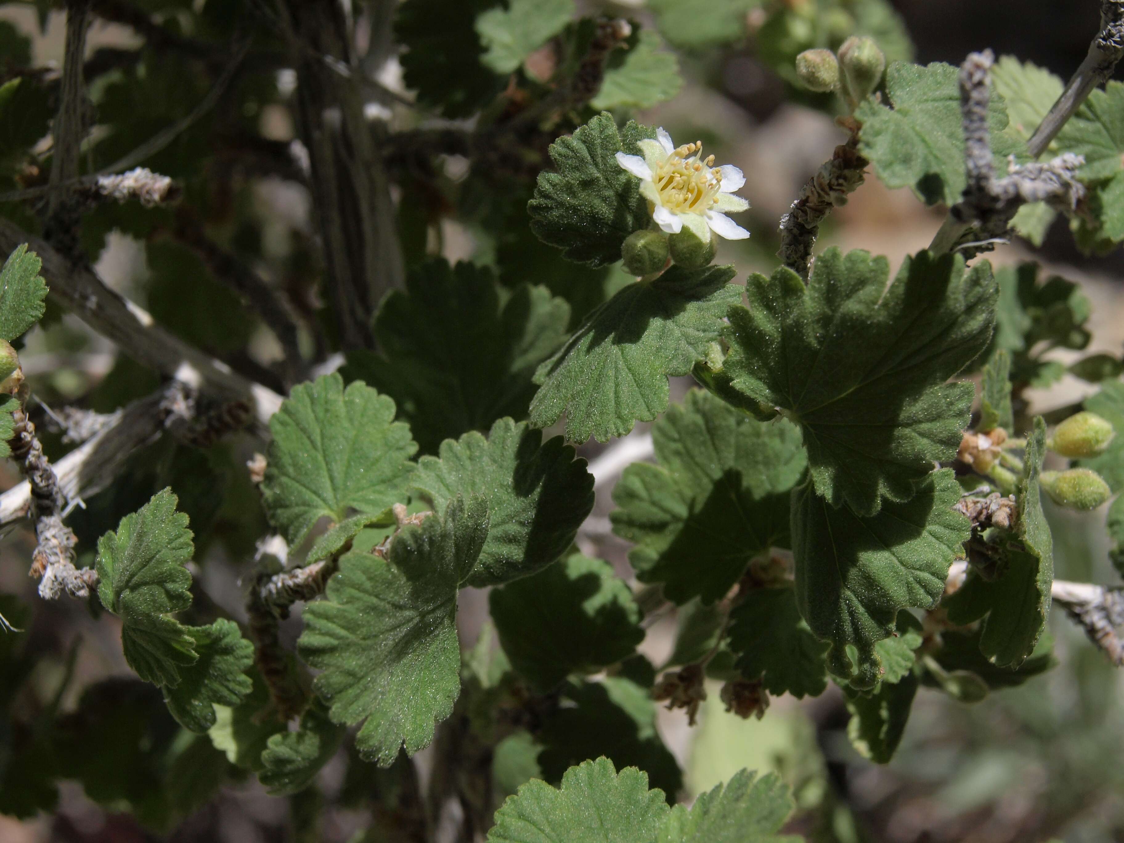 Plancia ëd Physocarpus alternans (M. E. Jones) J. T. Howell