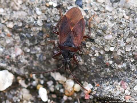 Image of Gastrodes (Gastrodes) grossipes De Geer 1773