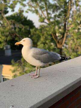 Image of European Herring Gull