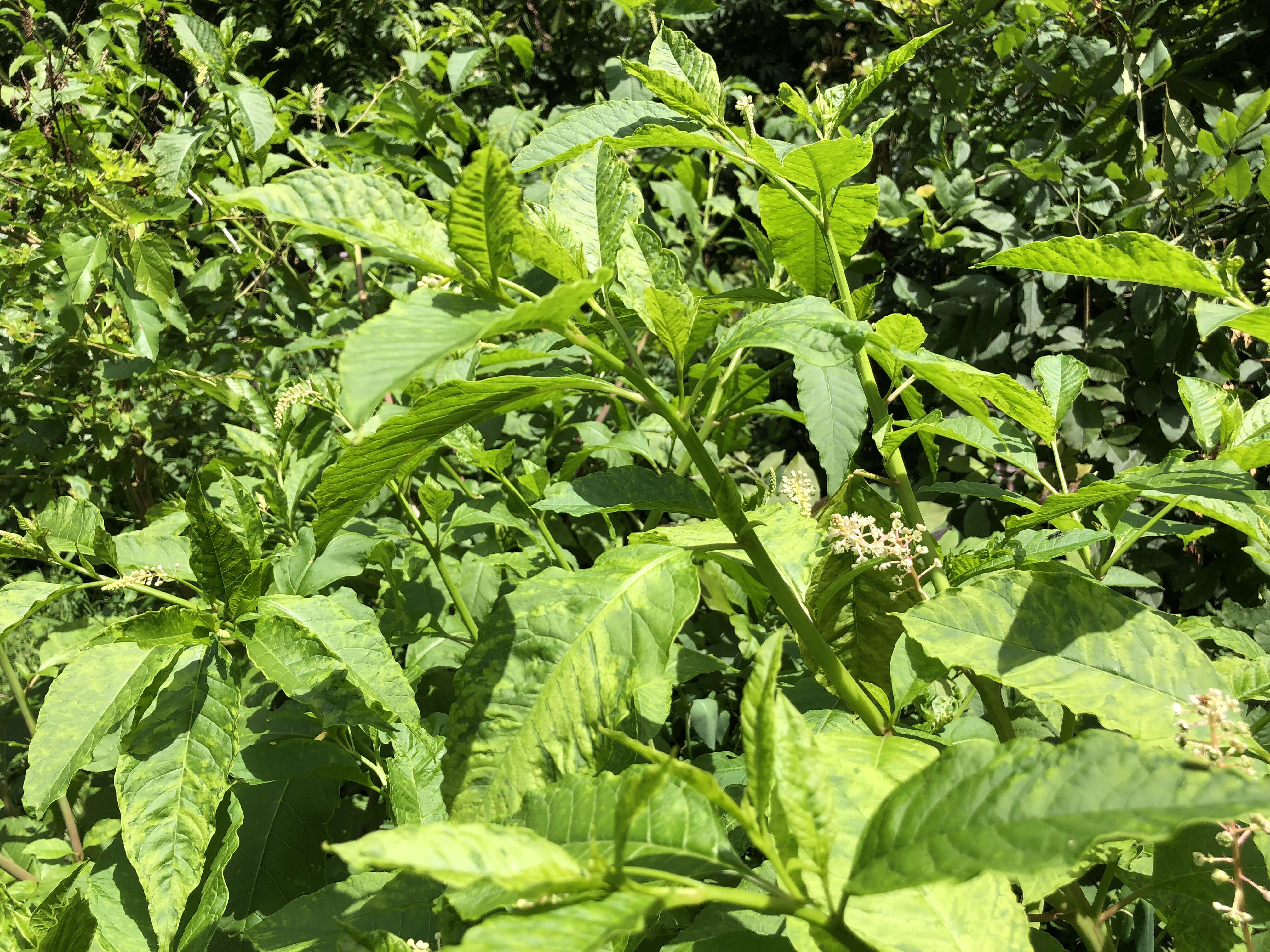 Image of American Nightshade