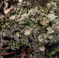 Image of cup lichen