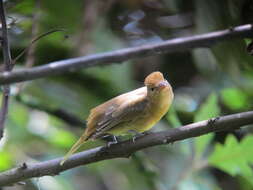 Image of Summer Tanager