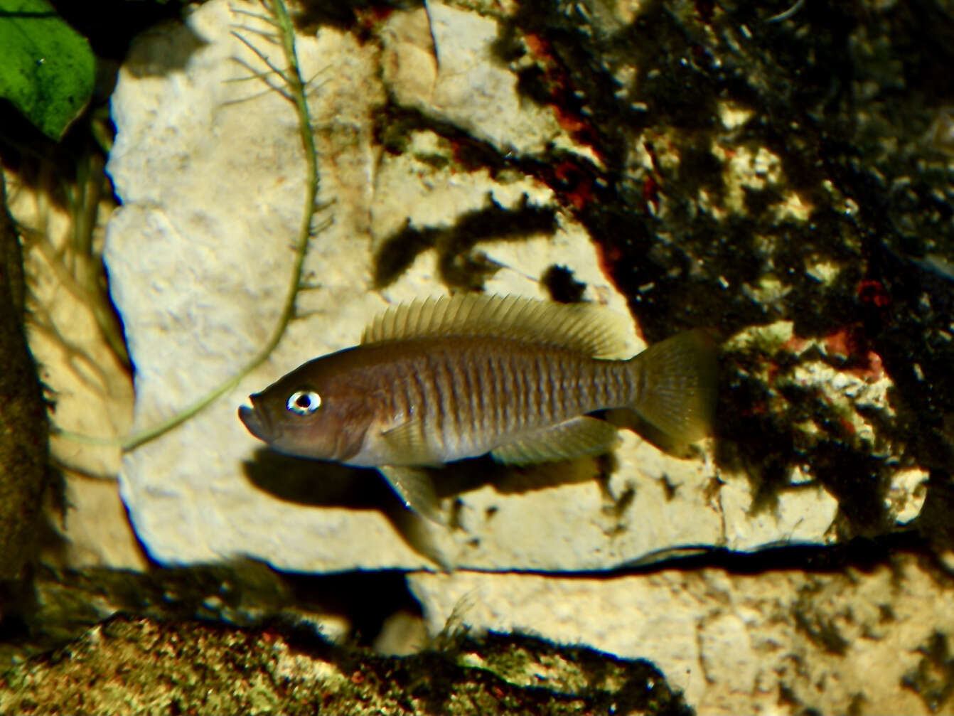 Image de Neolamprologus multifasciatus (Boulenger 1906)