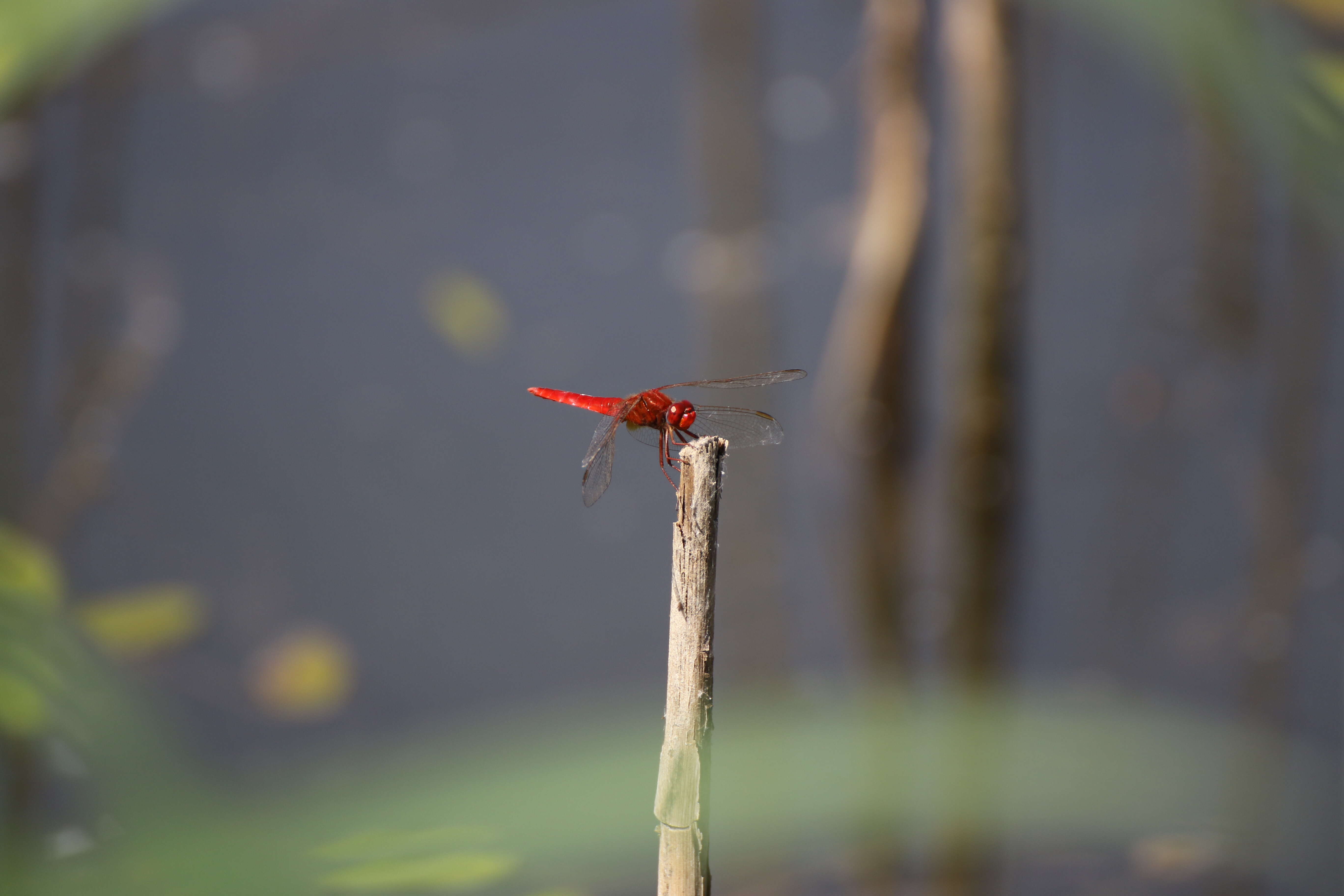 Image of Broad Scarlet