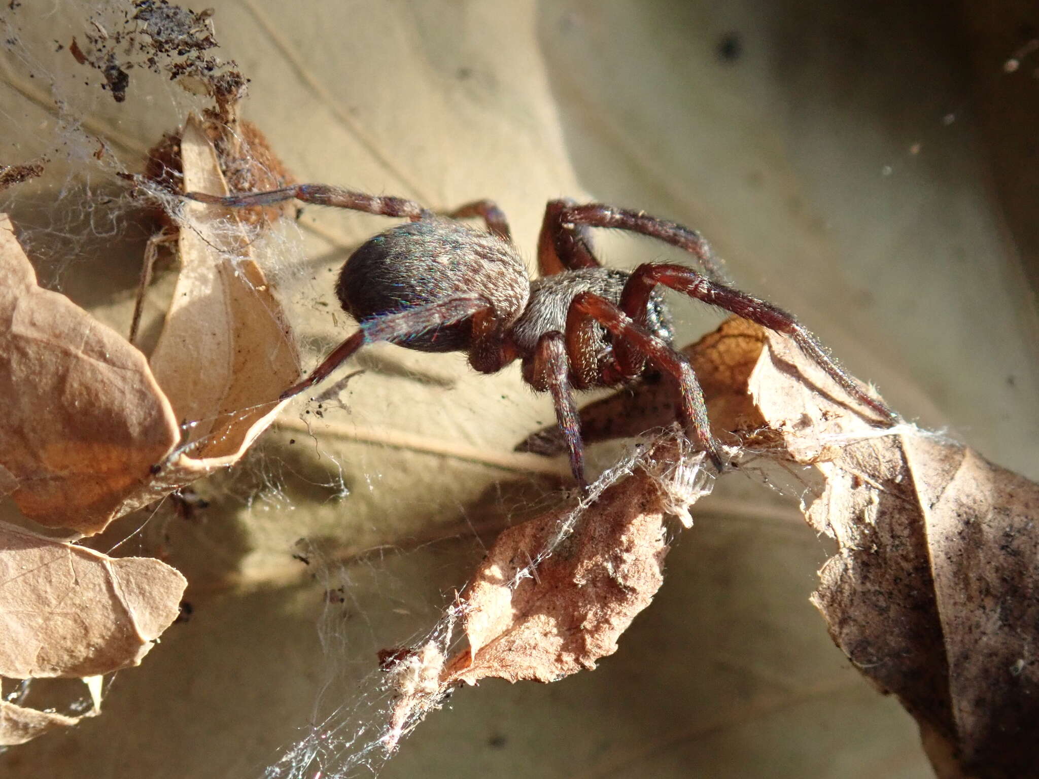 Image of Desid spider