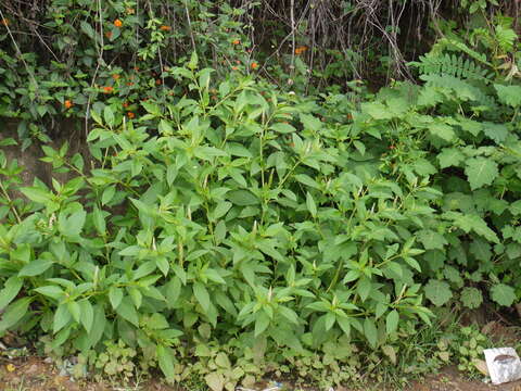 Image of tropical pokeweed