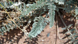 Image of Woolly Locoweed