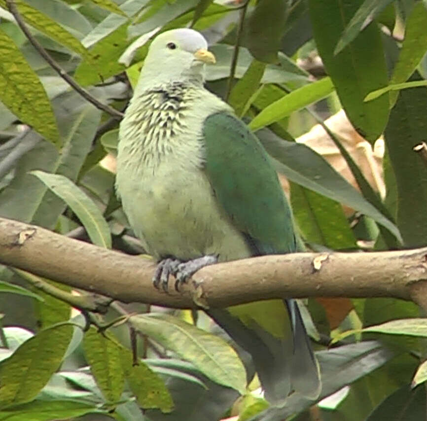 Image of Grey-green Fruit Dove