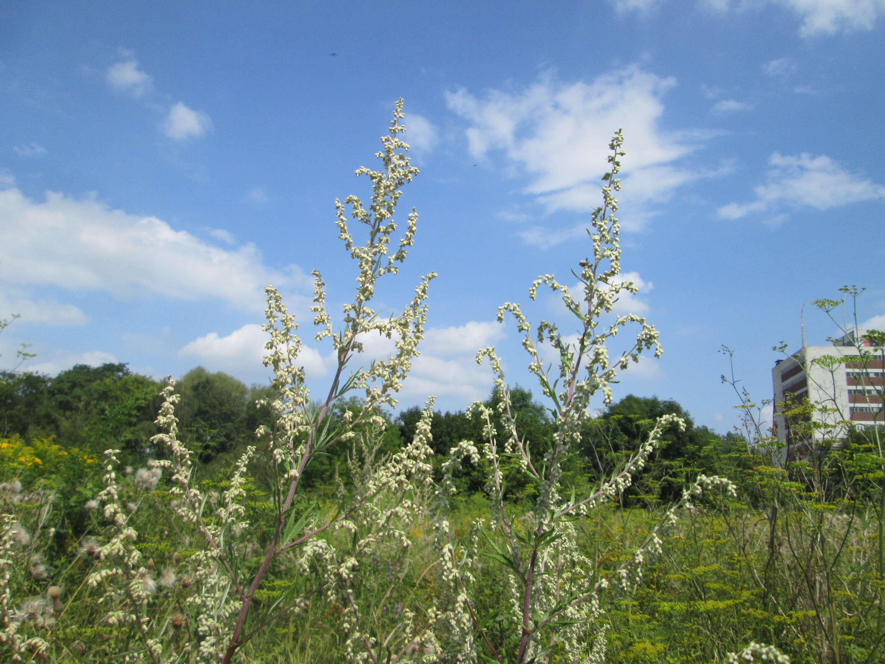 Image of common wormwood