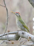 Image of Scaly-bellied Woodpecker