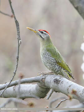 Image of Scaly-bellied Woodpecker