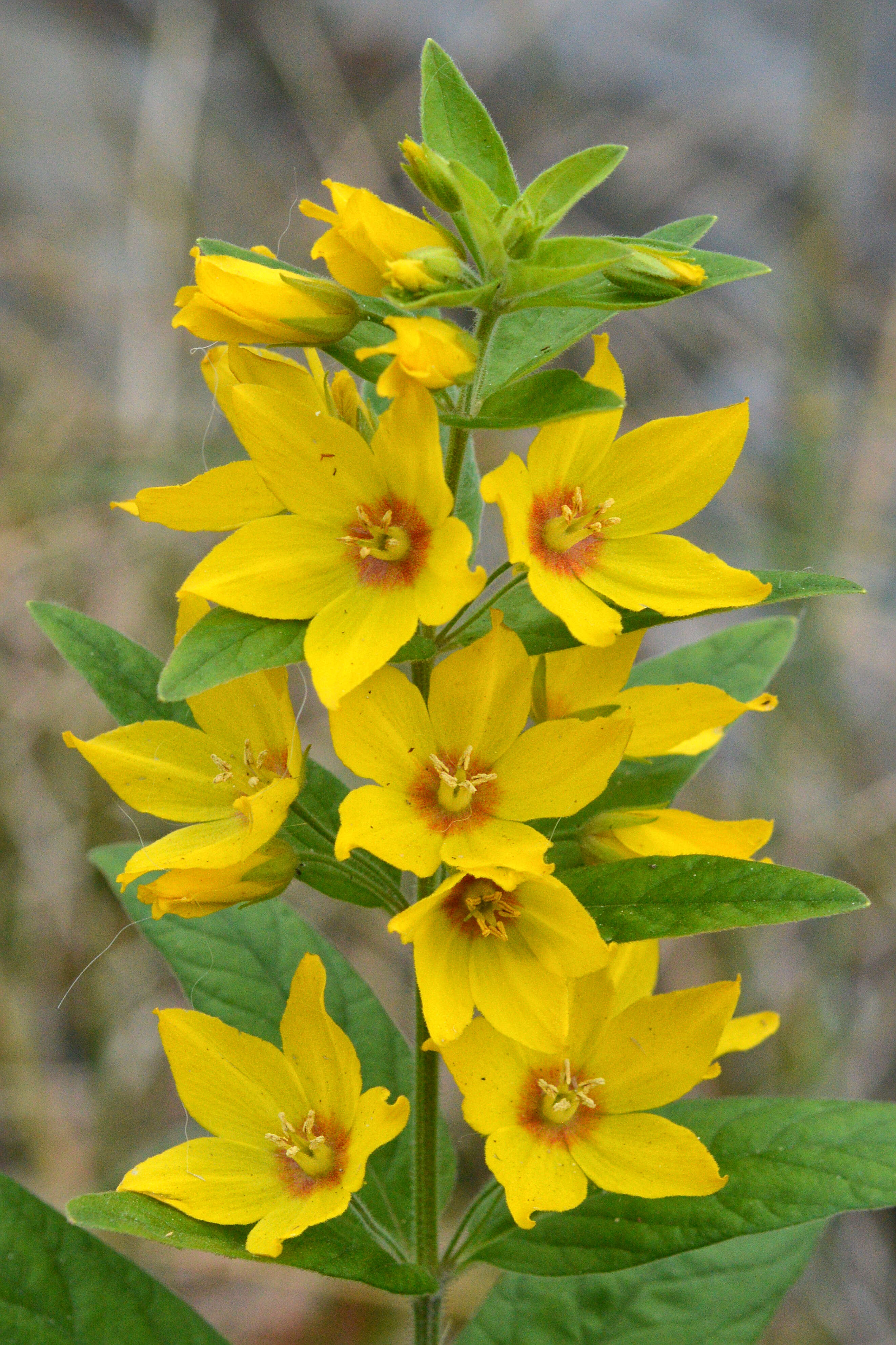 Image of Dotted Loosestrife