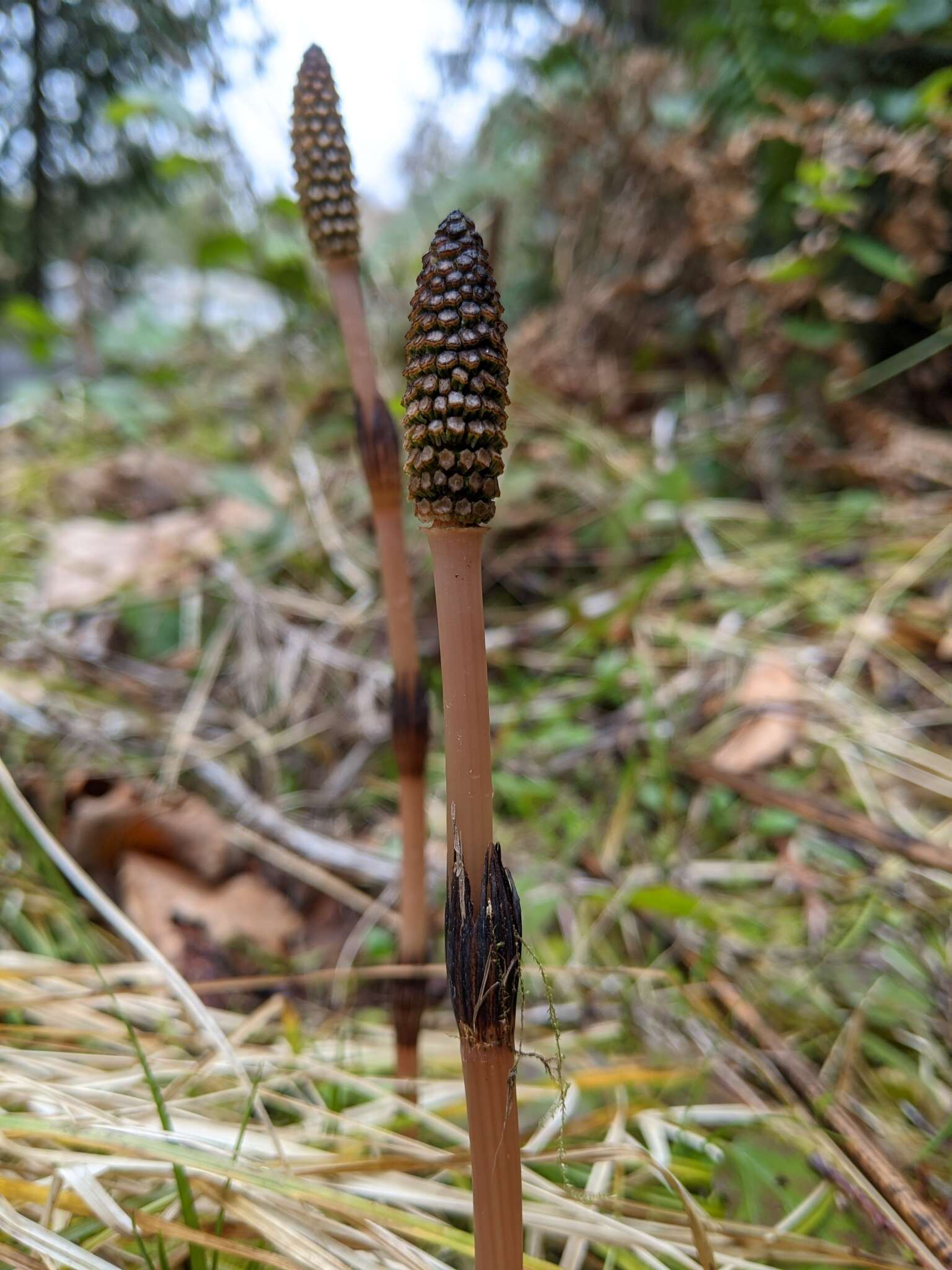 Image of field horsetail