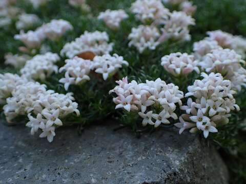 Image of Asperula nitida Sm.