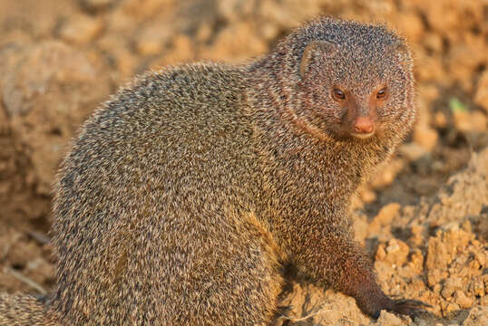 Image of Ruddy Mongoose