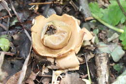 Plancia ëd Geastrum triplex Jungh. 1840