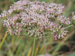 Image of little-leaf angelica