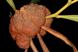 Image of orange wattle