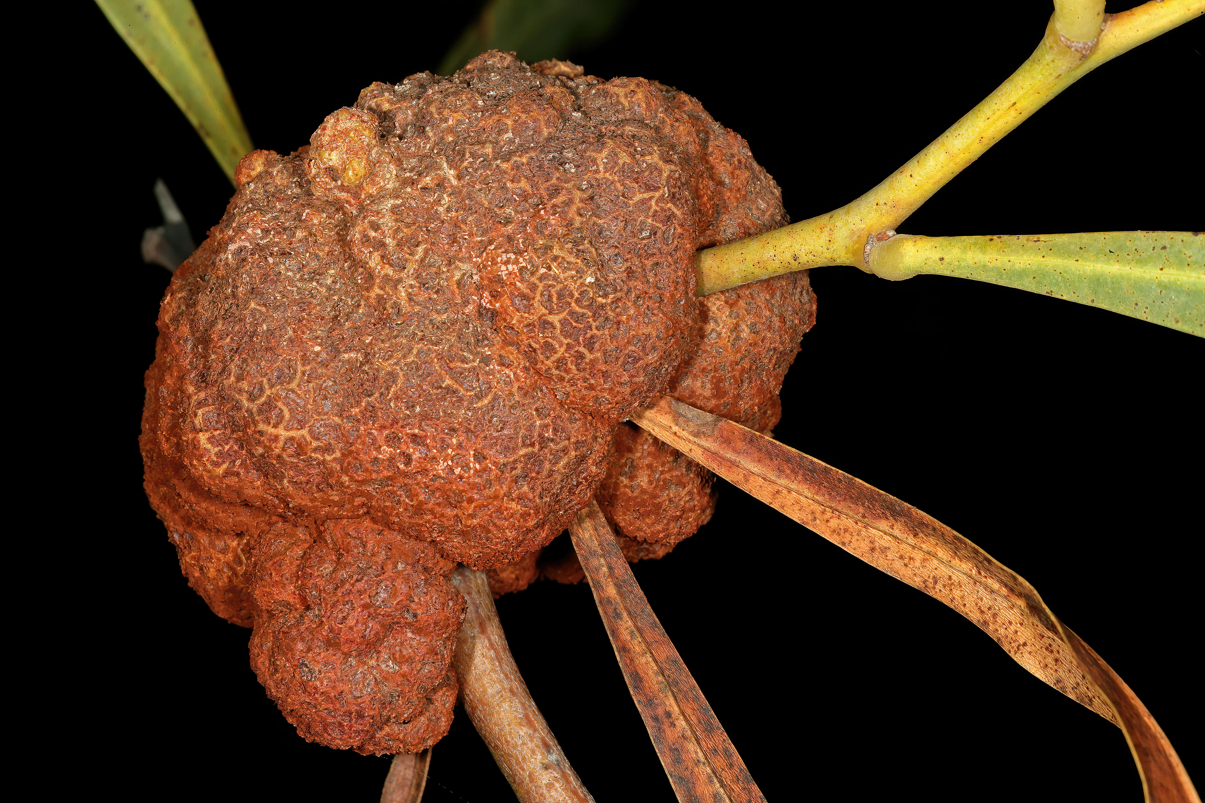 Image of orange wattle