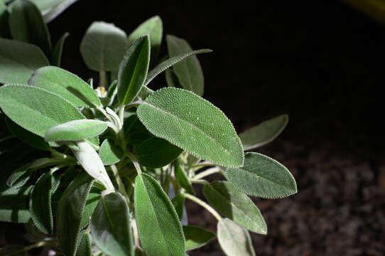 Imagem de Salvia officinalis L.