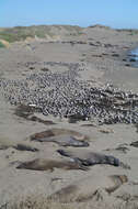 Image of Northern Elephant Seal