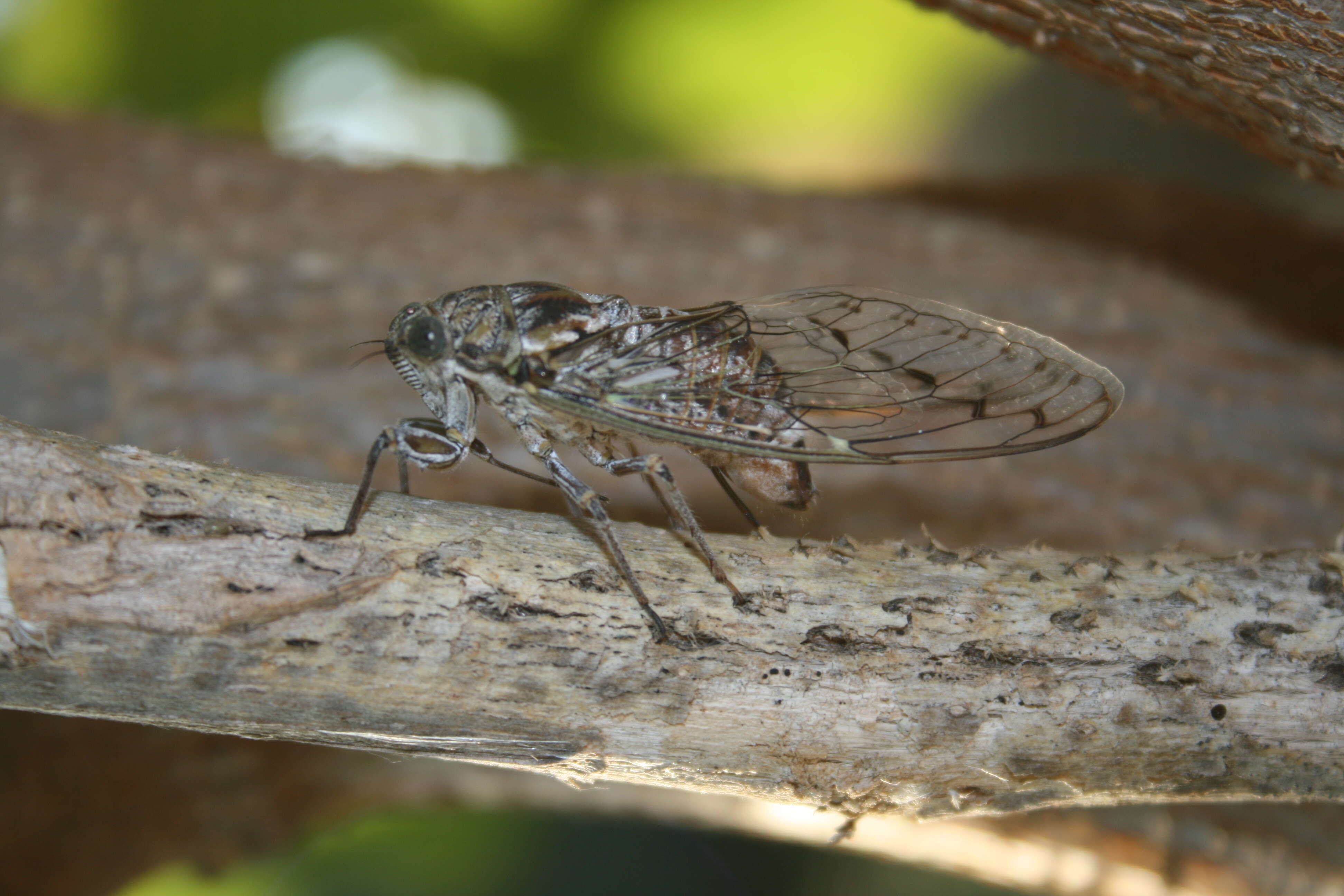 Image of Cicada orni Linnaeus 1758