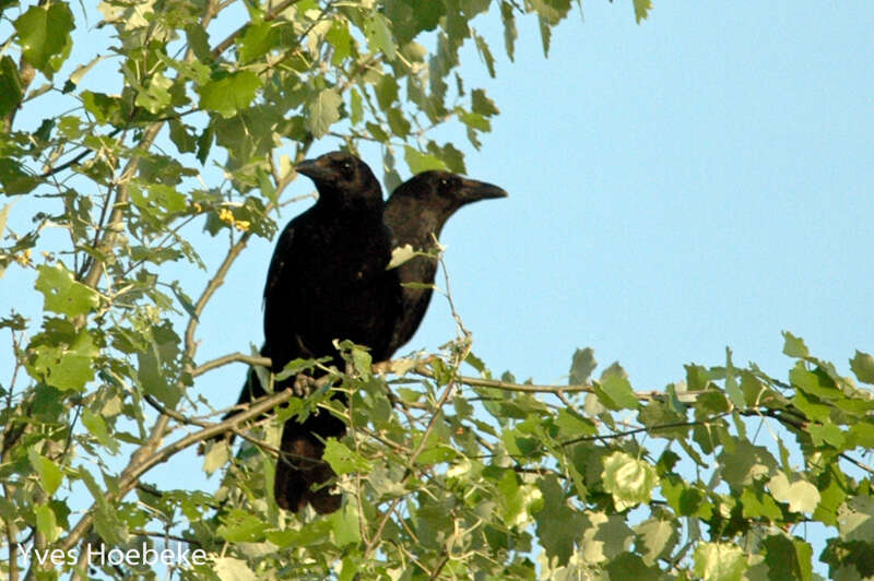 Image of Carrion Crow