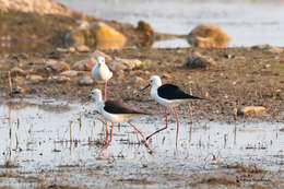 Image of Black-winged Stilt