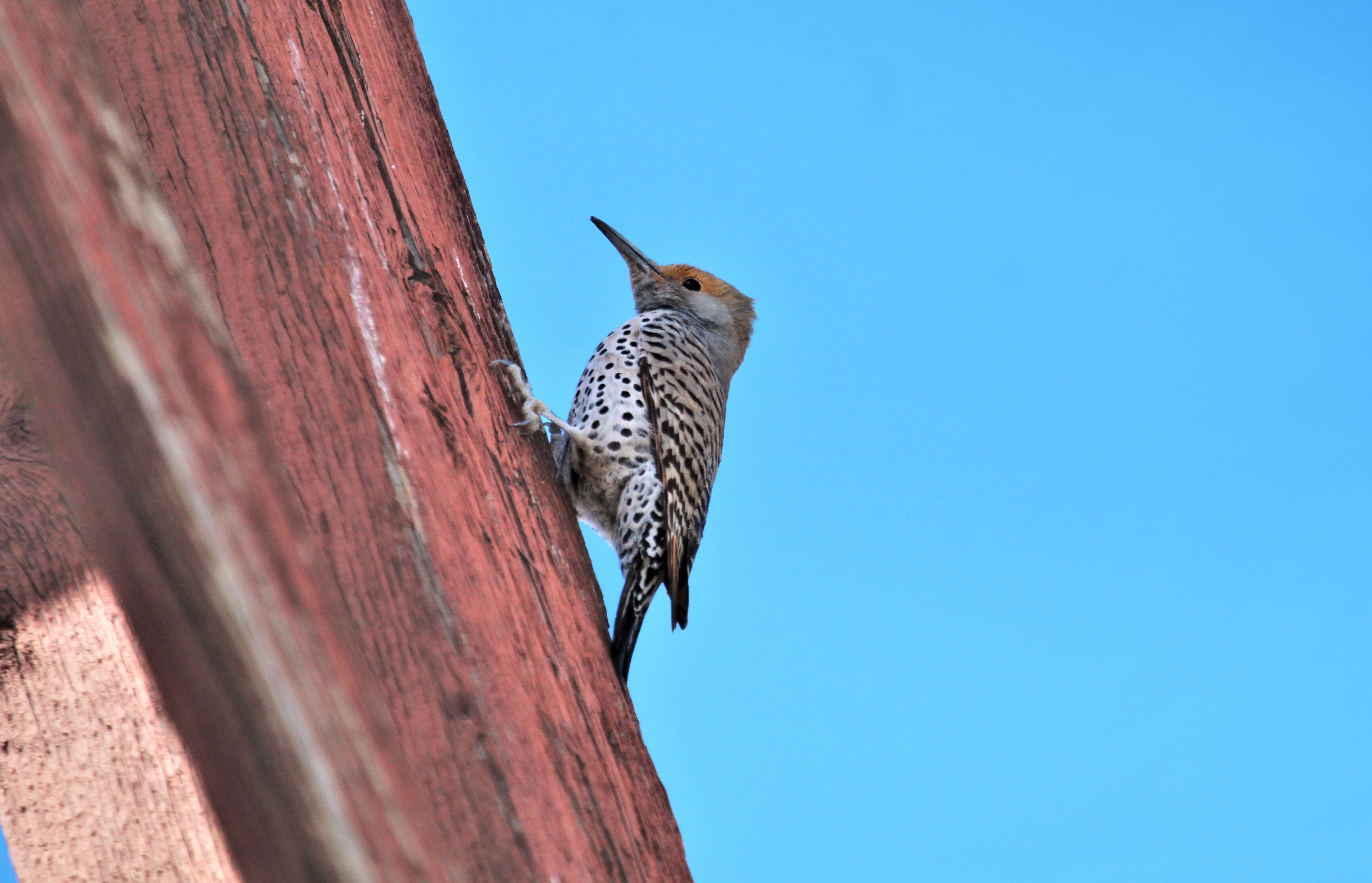 Image of Northern Flicker