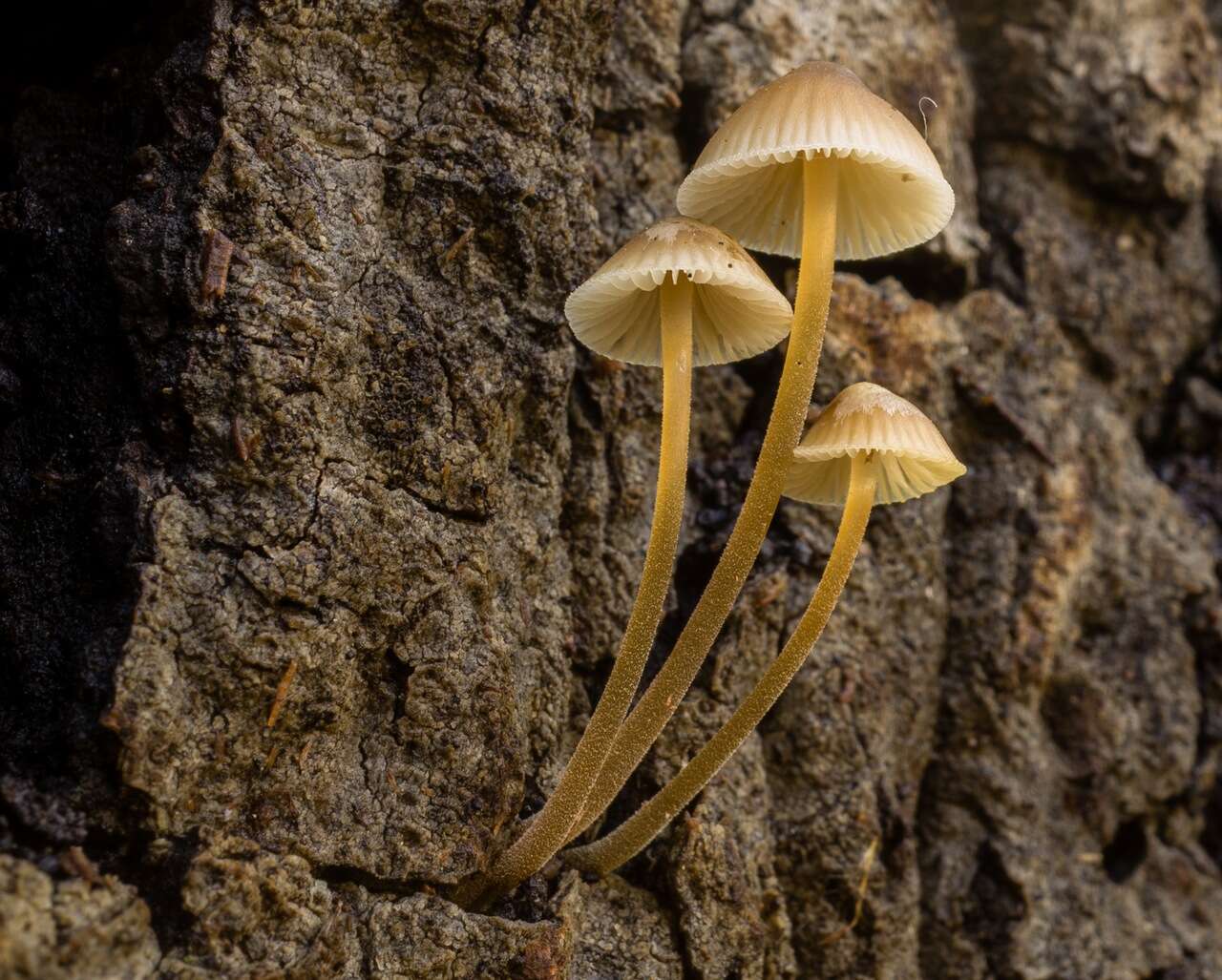 Image of Mycena amicta (Fr.) Quél. 1872