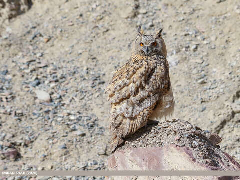 Image of Eurasian Eagle Owl