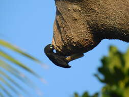 Image of Narcondam Hornbill