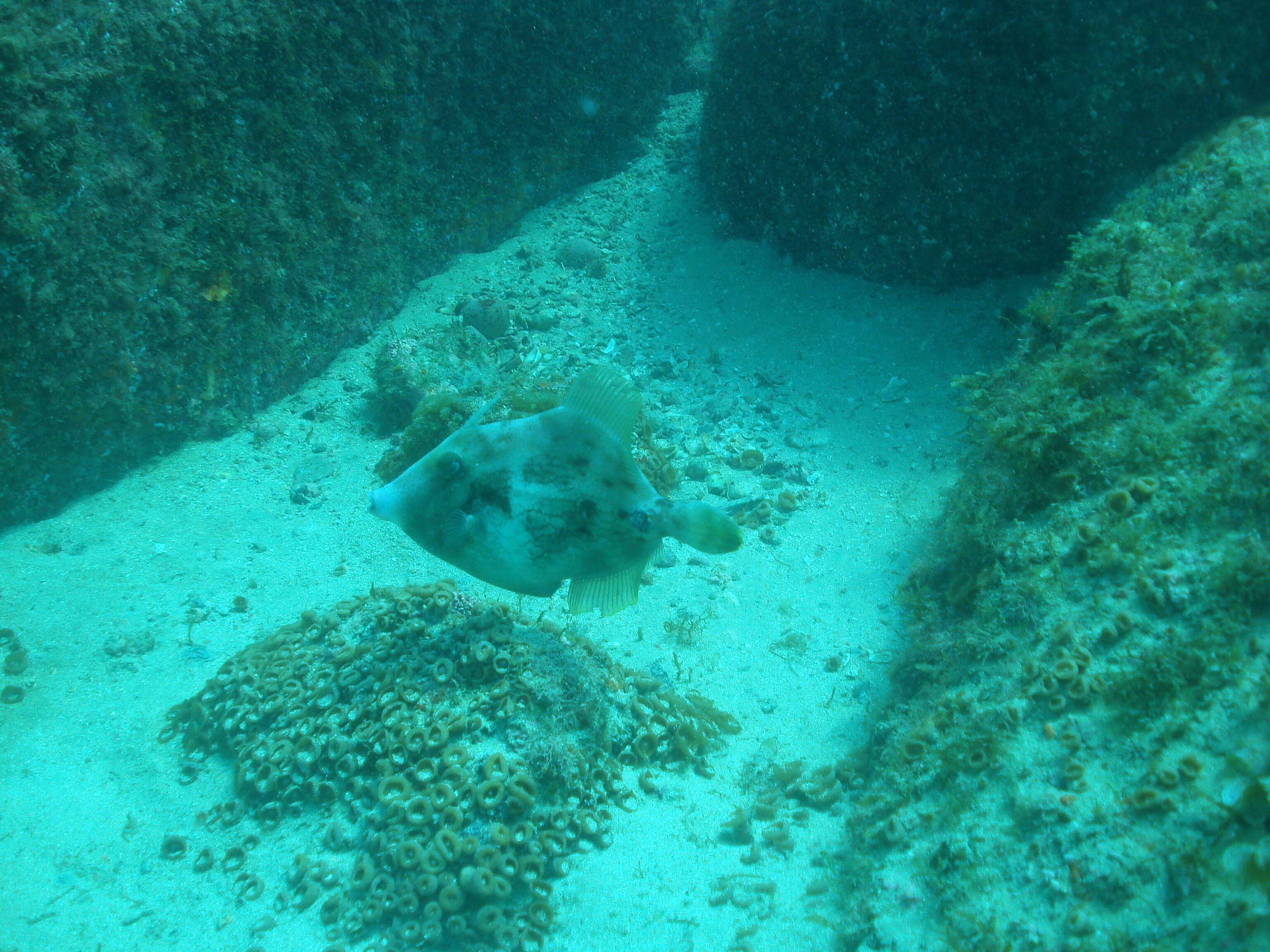 Image of Planehead Filefish