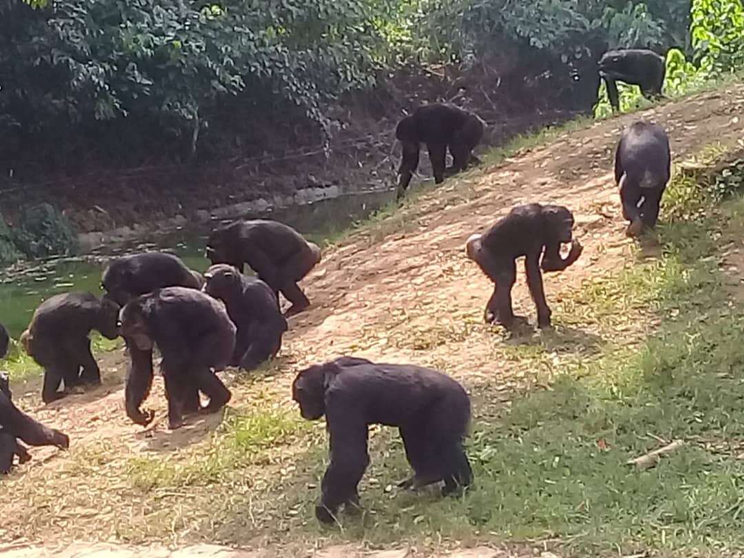 Image of chimpanzee