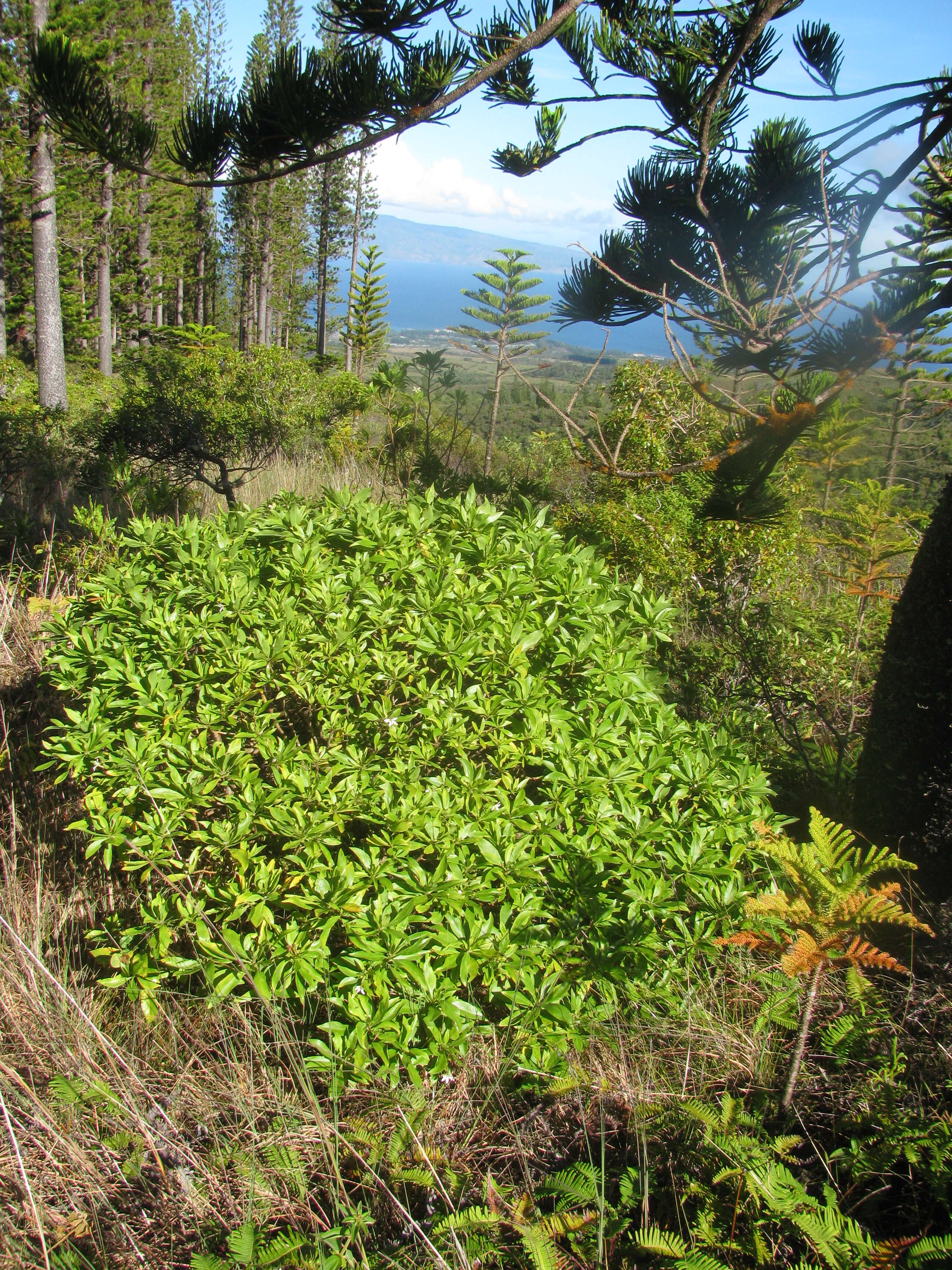 Imagem de Scaevola chamissoniana Gaud.