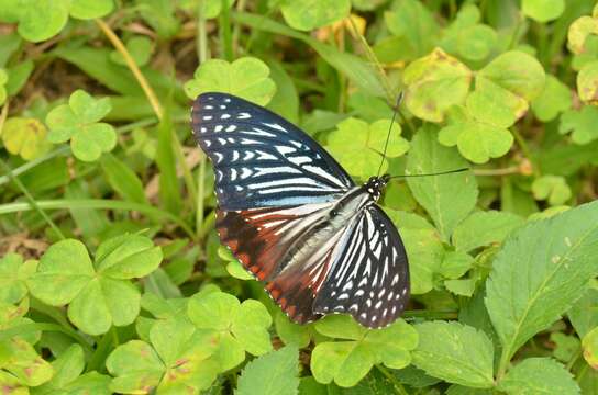 Sivun Papilio agestor kuva