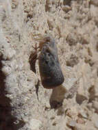 Image of Citrus Flatid Planthopper