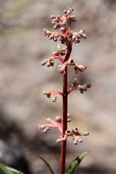 Image of Miconia ciliata (L. Rich.) DC.