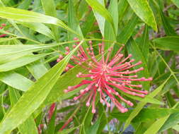 Image of Alloxylon pinnatum (Maiden & Betche) P. H. Weston & M. D. Crisp