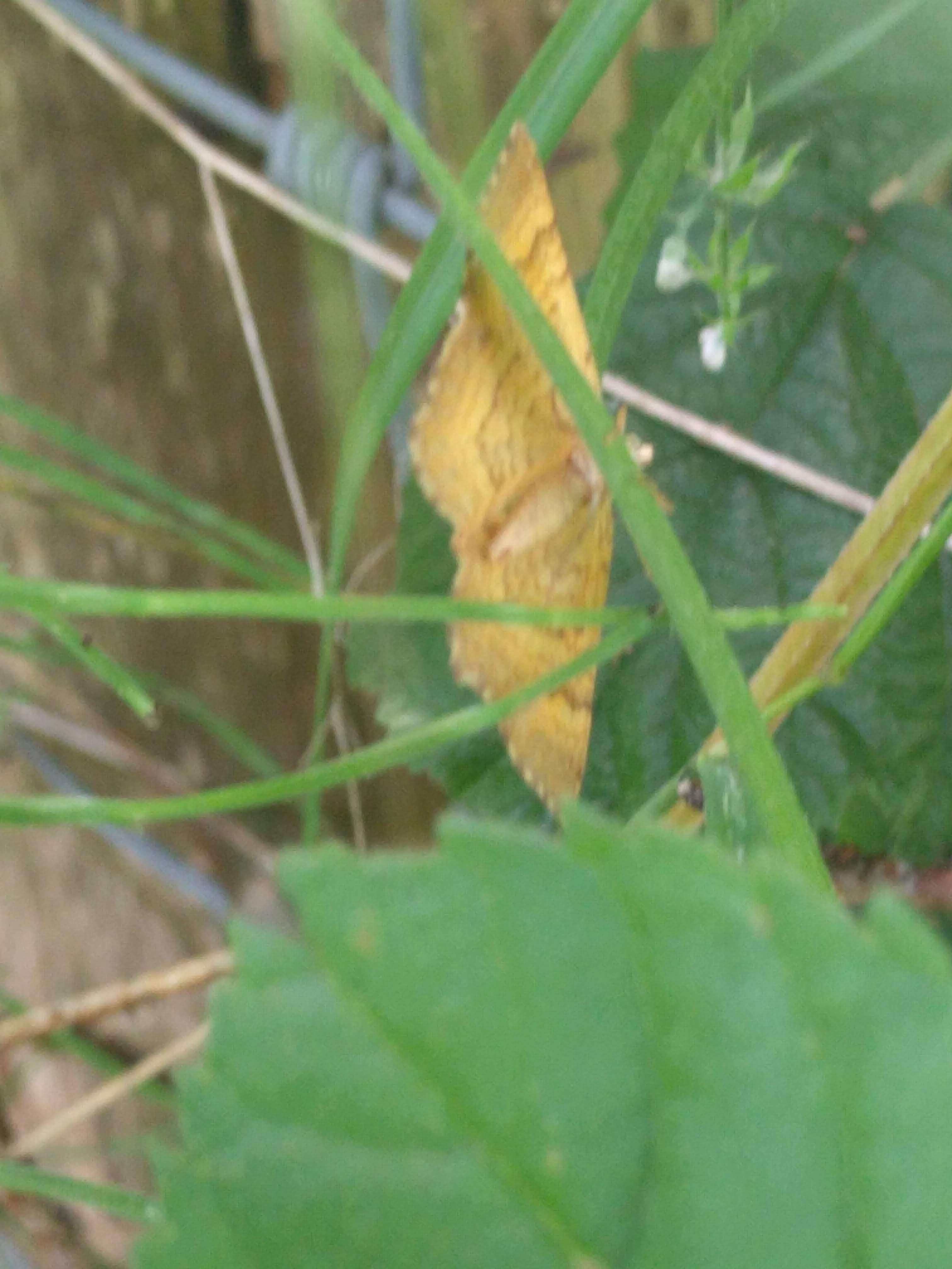 Image of Camptogramma bilineata