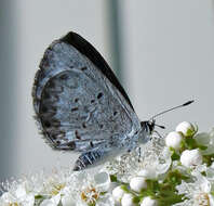 Image of white meadowsweet