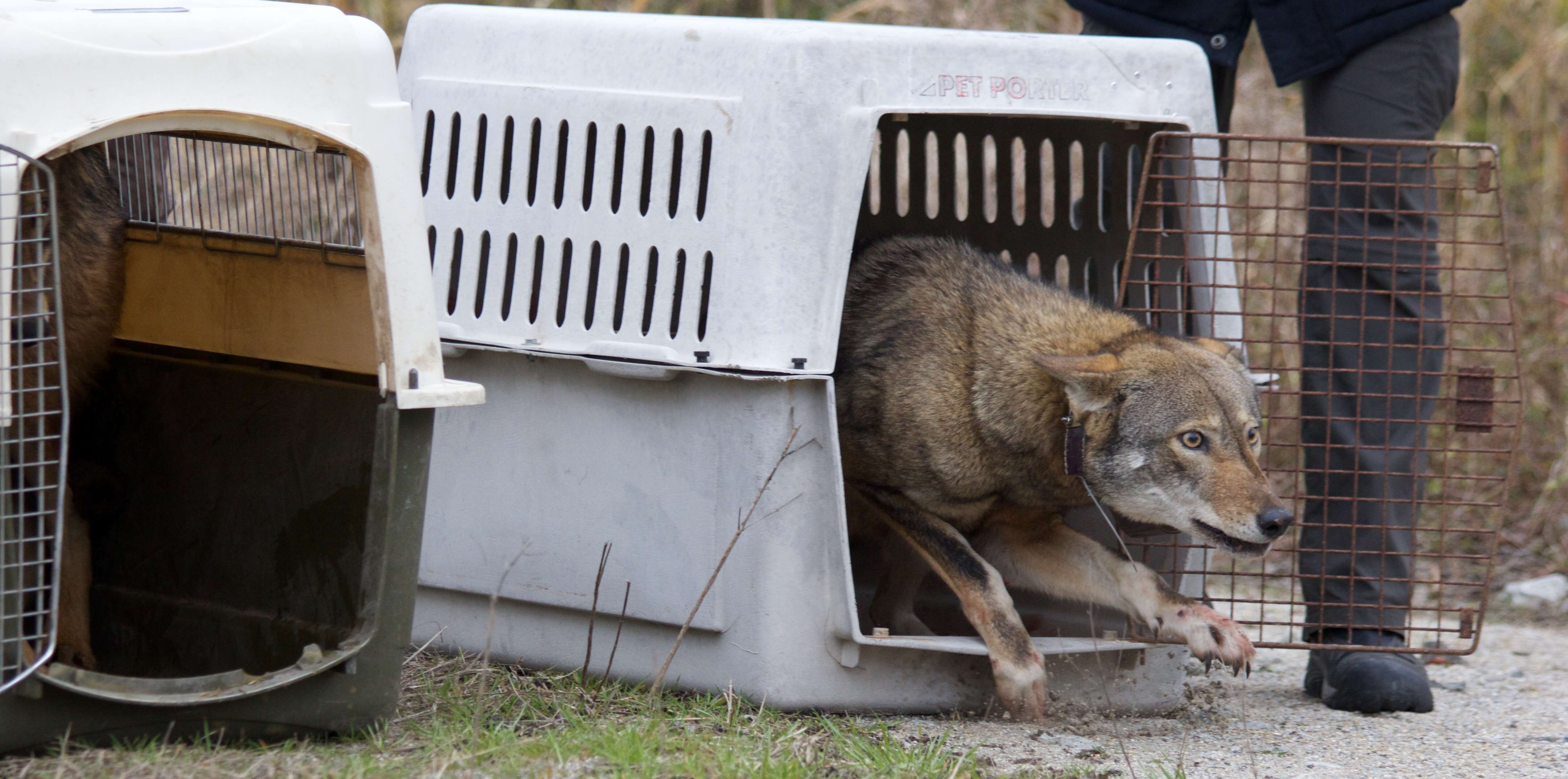 Image of Red wolf