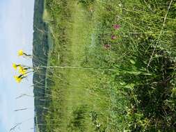 Image of black salsify